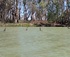 Emus swimming across the river