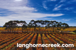 Langhorne Creek Wine Region