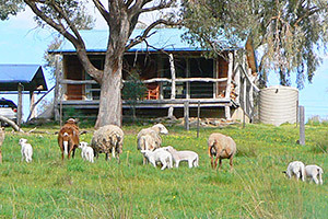 Gaddleen Grove Cottages logo