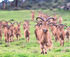 Barbary Sheep, Photos © Zoos South Australia. Photos by Dave Mattner.