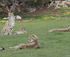 Cheetah litter, Photos © Zoos South Australia. Photos by Dave Mattner.