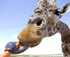 Hungry giraffe, Photos © Zoos South Australia. Photos by Dave Mattner.