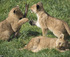 Lion cubs, Photos © Zoos South Australia. Photos by Dave Mattner.