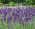 Bella Lavender Mothers Day Dinner  logo