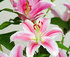Riverland Orchid Spectacular logo