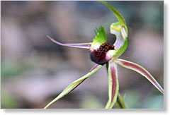 Green-comb Spider-orchid Caladenia dilata