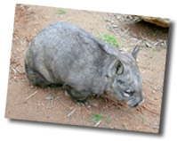 Blanchetown Wombat