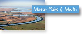 Murray Plains and Coorong